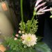 Boeket van de week: € 6.50
