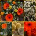Boeket van de week: € 6.50